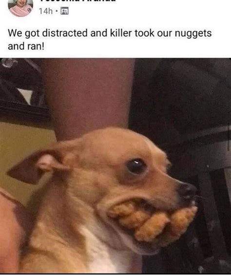 hungry dog meme